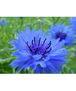 1/4 Oz Dwarf Blue Bachelor Button Seeds Cornflowers Bulk Seeds Approx 15... - $18.48