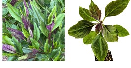 Live Plant Okinawa Spinach - Gynura crepioides - Live Plant - $40.99