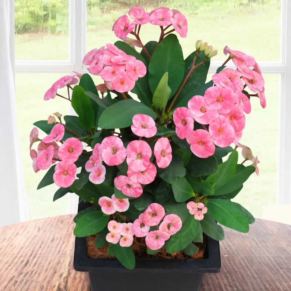 JGBO 15 Seeds Crown Of Thorns Blushing House Plant Garden Flowers USA Seller - $10.52