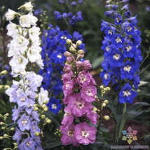 200 Magic Fountains Mix Delphinium Seeds Gardening USA SELLER - £9.97 GBP