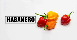 Simple Pack 30 seed Vegetable Hot Chilli Pepper Habanero Mix Red &amp; Orange - £6.20 GBP