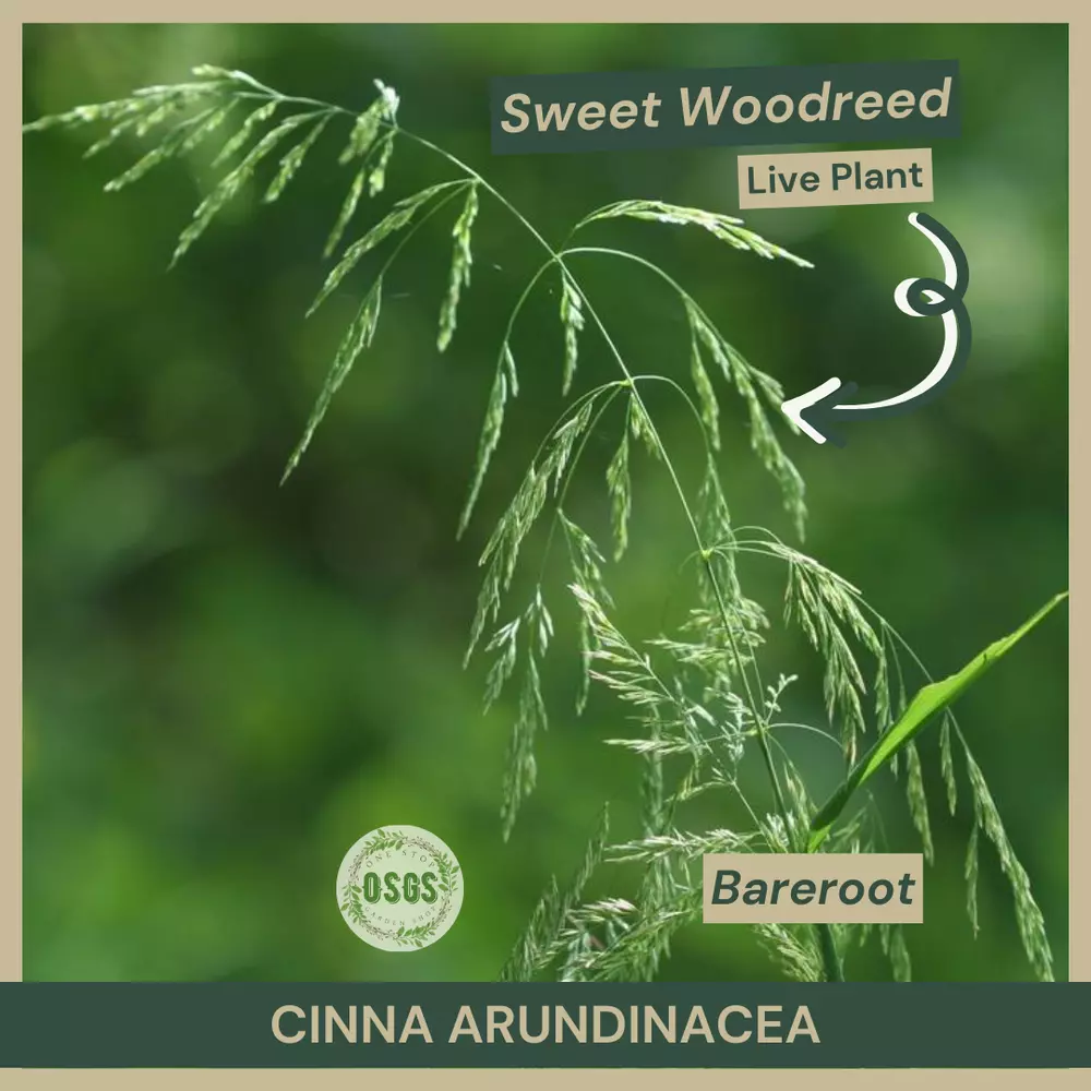 Bareroot Cinna arundinacea Sweet Woodreed Plant Freshly Collected - $17.02