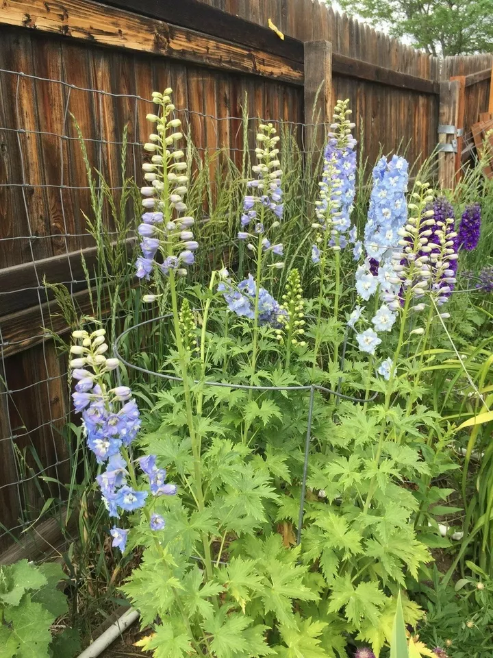 100 seeds DELPHINIUM Light Blue perennial attracts hummingbirds From US - £7.86 GBP