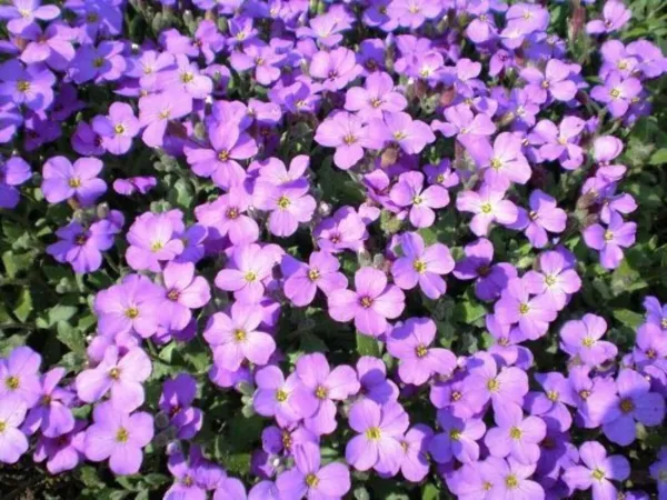 Top Seller 500 Purple Rockcress Rock Cress Aubrieta Deltoidea Flower Seeds - $14.60
