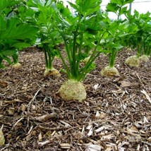 Giant Prague Celeriac Seeds 500 Vegetable Garden NongmoFrom US  - £6.63 GBP