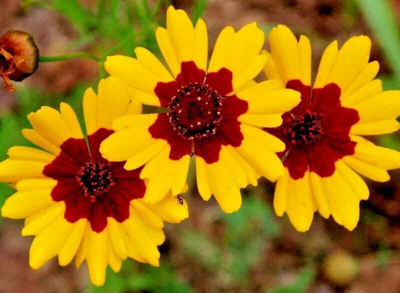 2000 Plains Coreopsis Seeds Tickseed Pollinators Native Wildflower Drought Heat Seeds & Bulbs