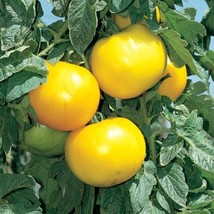 Tomato Seeds 25 Lemon Boy Yellow Tomato Seeds Fresh Seeds Gardening USA - $22.00