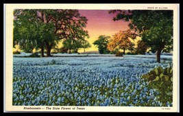 TEXAS Postcard - The State Flower, Bluebonnets F30 - £2.38 GBP