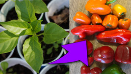 6 MIXED VARIETY Pepper Plants Live -  Non-GMO - £37.10 GBP
