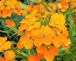 Siberian Wallflower Seeds Erysimum Cheiri Cheiranthus Orange Flower  - $5.93