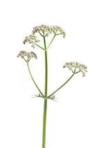 50 Seeds Valeriana Officinalis Valerian Root Perennial Fresh Seeds - $4.98