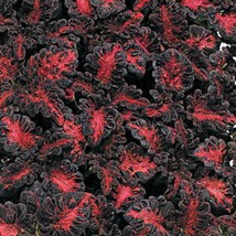 USA Seller Mpb#1 Coleus Seeds Black Dragon 50 Coleus Seeds Fast Shipping - $19.85