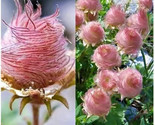 SG 25 Seeds Pink Prairie Smoke Flowers Easy to Grow Garden - $4.43