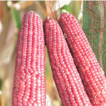 FRESH Pink Glass Gem Ornamental Corn Seeds - Neon Early Pink Pearl Popcorn - £4.83 GBP