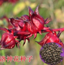 Fresh Seeds 50Pcs Real Roselle Semillas Flower Plant Sementes - £11.51 GBP