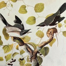 Loggerhead Shrike Bird 1946 Color Art Print John James Audubon Nature DWV2H - £23.49 GBP