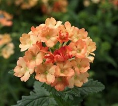 US Seller Verbena Seeds Obsession Apricot 50 Verbena Seeds Fast Shipping - £16.77 GBP