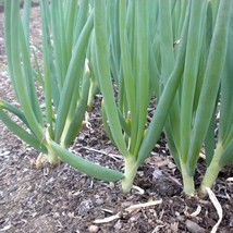 250 Evergreen White Bunching Onion, Scallions, NON-GMO Heirlom Vegetable Seeds - £14.19 GBP