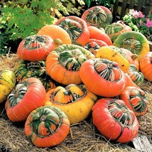SDC Turk&#39;S Turban Pumpkin Seeds Turkish Color Cap Hat Pumpkins Easy Grow - $14.20