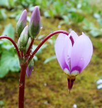 12 shooting star rhizoms, Primula meadia - £5.99 GBP