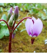 12 shooting star rhizoms, Primula meadia - £5.99 GBP