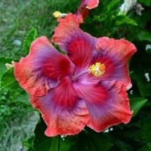From US 20 Red Pink Purple Hibiscus Seeds Flowers Flower Seed Perennial 316 - £8.43 GBP
