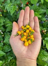 Pimenta Bode Amarela Pepper Seeds - €4,76 EUR