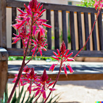 20 Red Yucca Seeds Hesperaloe Parviflora Hummingbird &amp; Butterfly Flower Plant - £6.52 GBP