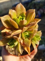 Aeonium Decorum Coopery (4&quot; Pot) - £8.75 GBP