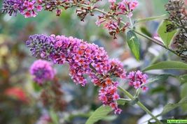 Live Plants BUDDLEIA &#39;BICOLOR&#39;, Outdoor  &amp; Indoor Plant, Houseplant Flower Plant - £23.12 GBP