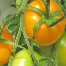 500 Seeds Organic Jubilee Tomato Heirloom NON GMO - $18.99