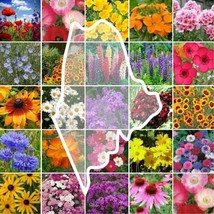 Wildflower Maine State Flower Mixs &amp; Annuals Usa Non-Gmo 1000 Seeds - £7.73 GBP