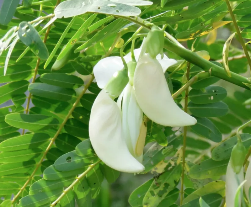 Sesbania Grandiflora 10 Seeds White flower Hummingbird Tree Bright pea - £12.52 GBP
