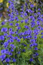 50 Blue Wild Indigo False Indigo Baptisia Australis Flower Seeds Fresh Gardening - $10.60