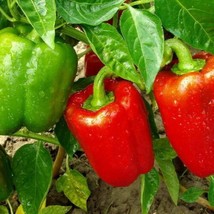 200 Sweet Bell Pepper Seeds Yolo Wonder USA Fast Shipping - $13.49