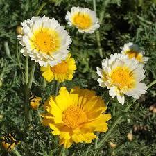 GARLAND DAISY SEEDS Chrysanthemum coronarium 2000  Seeds for Planting: Fragrant  - $17.00