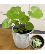15 Seeds Wasabi Plant Flowers Fast US Shipping - $9.75