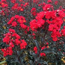 Well Rooted &quot;Starter&quot; Plant Ebony Fire Crepe Crape Myrtle Starter Lagerstroemia - £34.85 GBP
