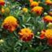 100 Seeds! French Marigold ORANGE FLAME Double Dwarf Beneficial Plant Non-GMO - £9.55 GBP