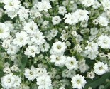 Gypsophila Seeds 1000 Baby&#39;S Breath White Flower Garden Annual Fast Ship... - $8.99