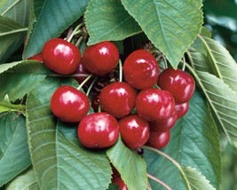 Prunus Avium (Sweet Cherry) 30 seeds - £1.94 GBP