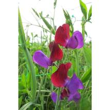 50+ Cupani Sweet Pea Seeds | Fragrant Heirloom Purple &amp; Maroon Blooms - $16.50