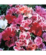 THJAR Beautiful Godetia Seeds  200 SEEDS  --BUY 4 ITEMS FREE SHIPPING - $4.99