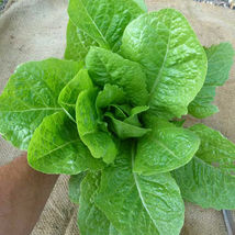 Ship From Us Organic Jericho Lettuce Seeds - 8 Oz SEEDS- Heirloom, NON-GMO TM11 - £172.94 GBP