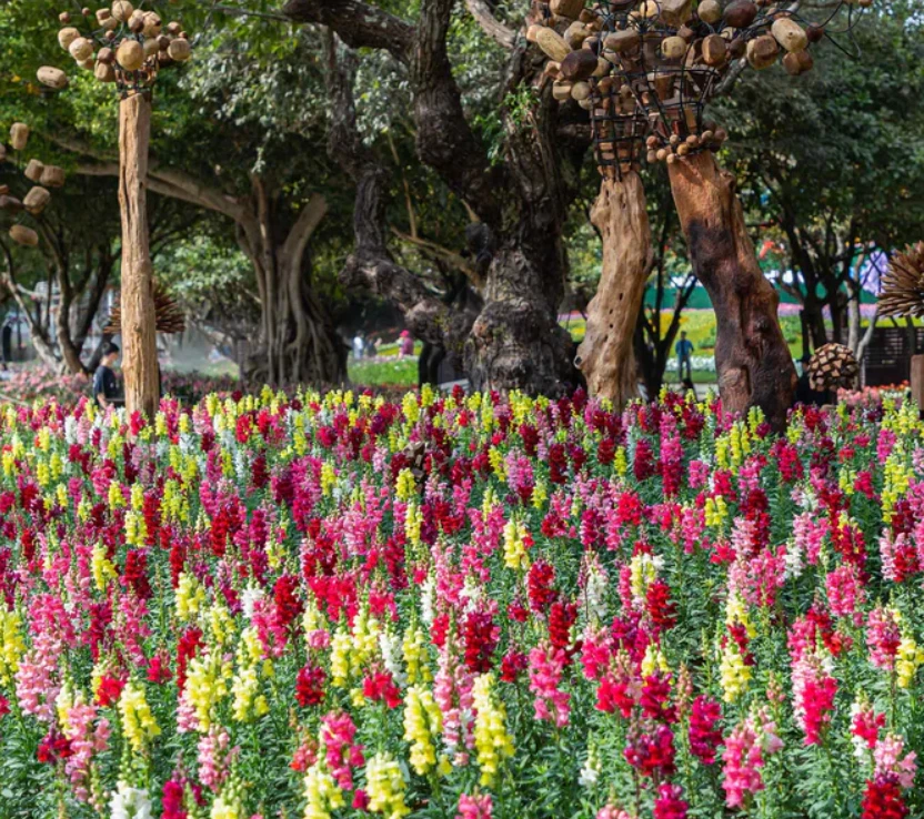 2000 Seeds Snapdragon Rainbow Mix  Cut Flowers Attracts Hummingbirds Non... - $5.99