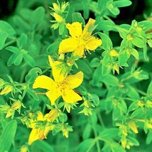 USA SELLER St. Johns Wort Herbs Gardening Vegetable Seeds - $18.48