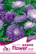 1 Original Pack 50 seeds pack Callistephus chinensis China Aster Duchess Blue Ic - £5.49 GBP