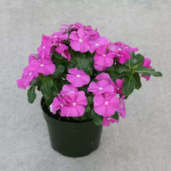 Vinca Seeds Cobra Orchid With Eye 25 Seeds Flower Seeds Fresh Garden - $11.50