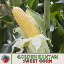 FA Store 25 Golden Bantam Corn Seeds Heirloom Non Gmo - £7.02 GBP