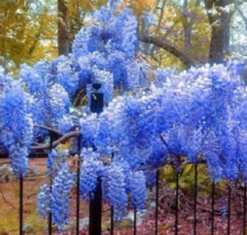 5 Pc Seeds Bright Blue Chinese Wisteria Flower, Wisteria Seeds for Planting | RK - £14.12 GBP